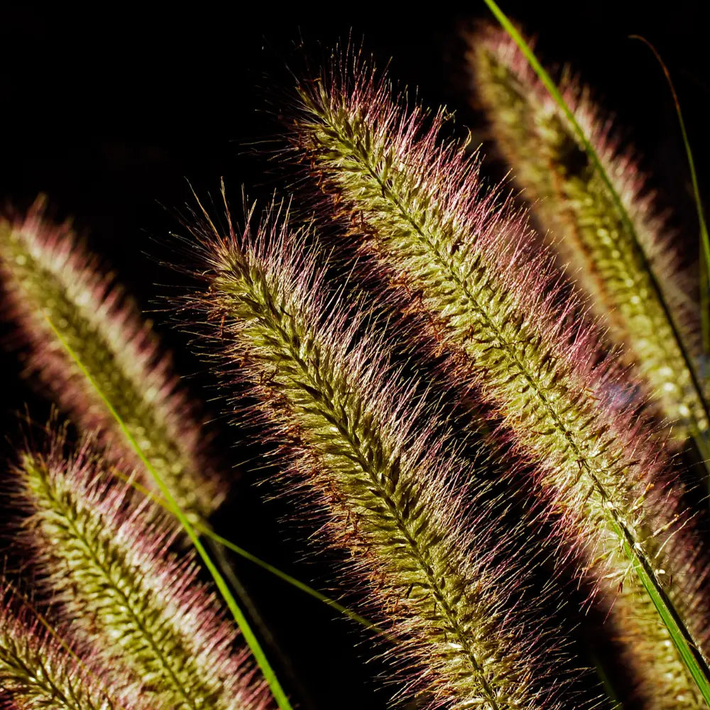 Unwanted Hair